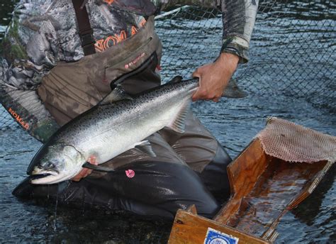 I created a simple. . Odfw salmon regulations update